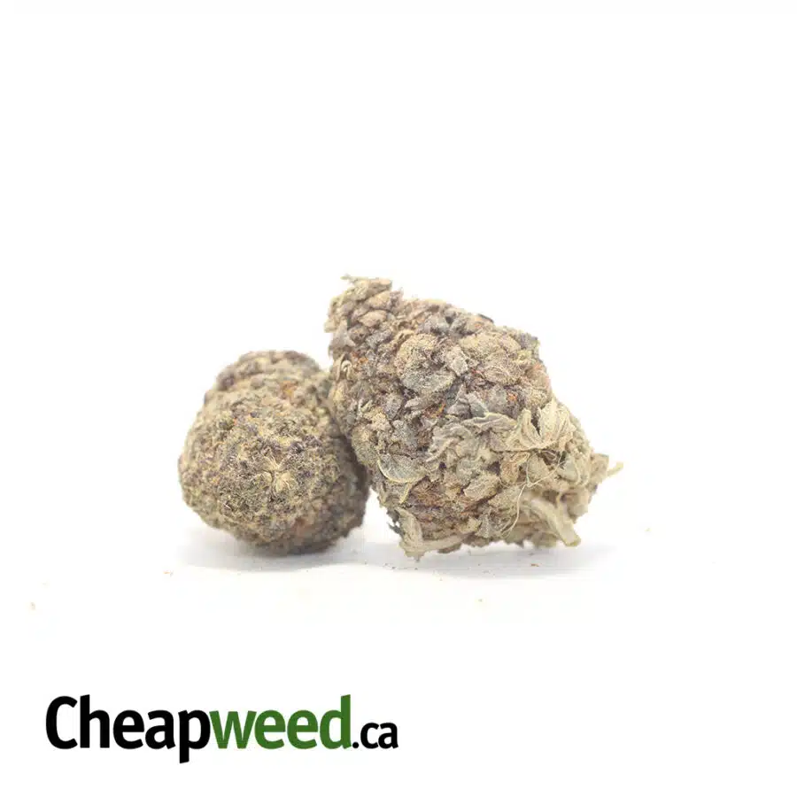 Alternative view of $49 Oz - Purple Lollipop