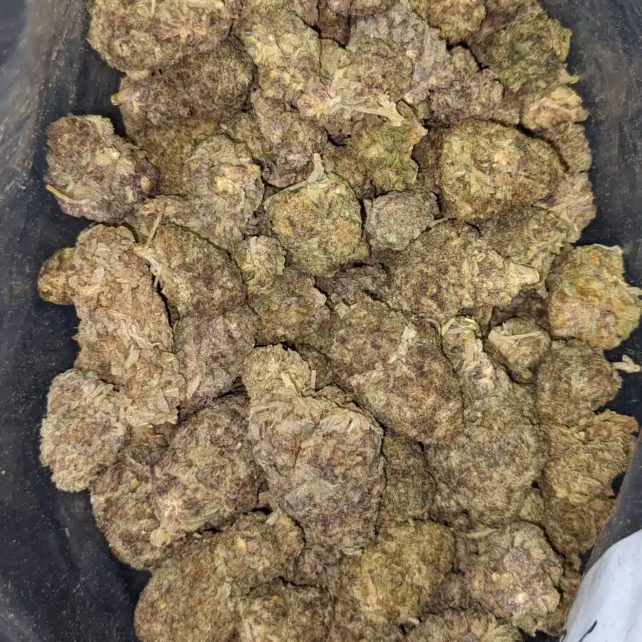 49 purple lollipop1 I $49 Oz - Purple Lollipop