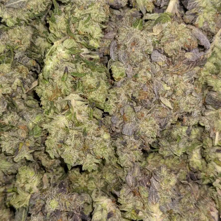 59 PURPLE GAS 2 rotated I $59 Oz - Purple Gas
