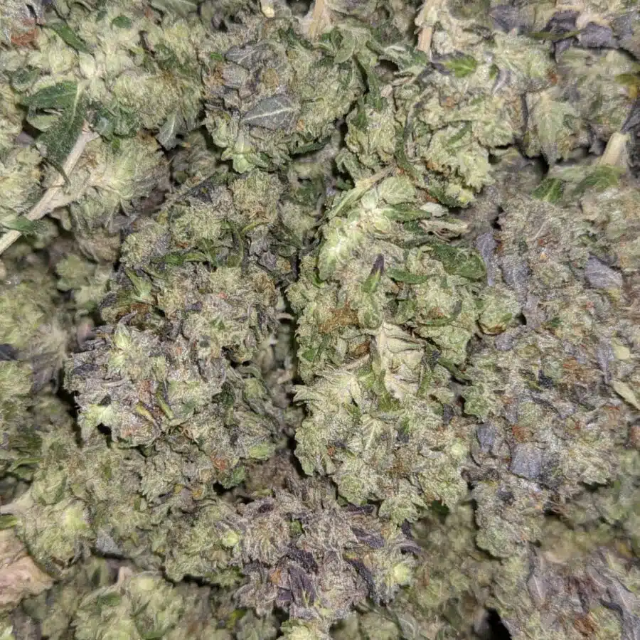 59 PURPLE GAS 6 rotated I $59 Oz - Purple Gas