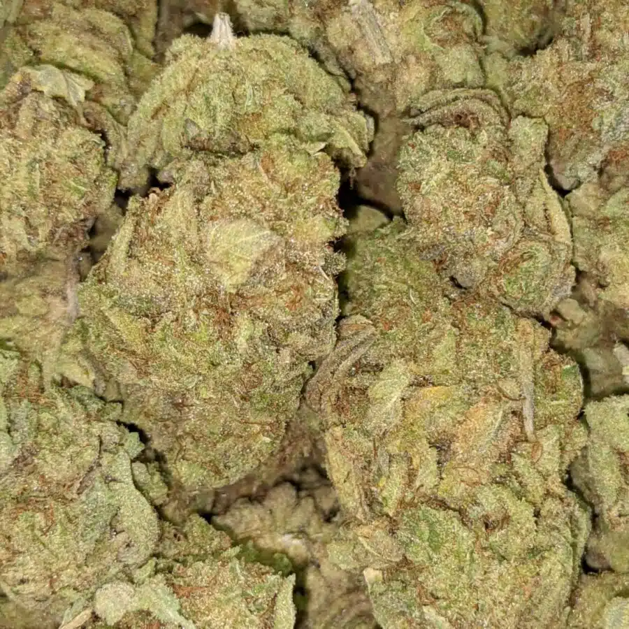 BANANA PIE 1 I Banana Pie