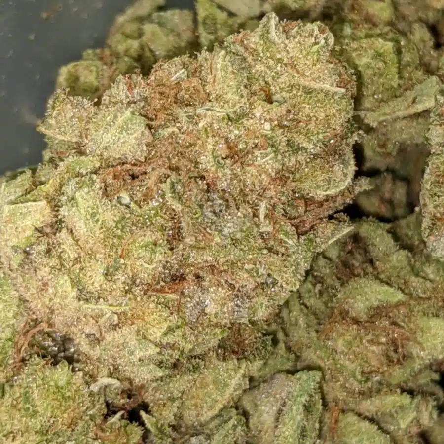 BANANA PIE 3 I Banana Pie