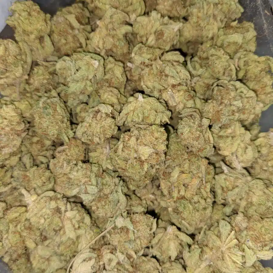 BANANA PIE 4 I Banana Pie