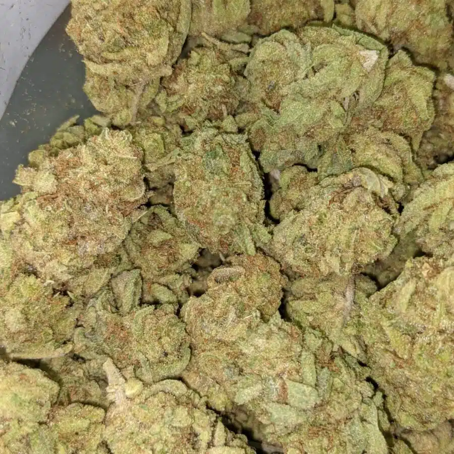 BANANA PIE 6 I Banana Pie