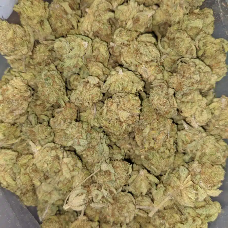 BANANA PIE 7 I Banana Pie