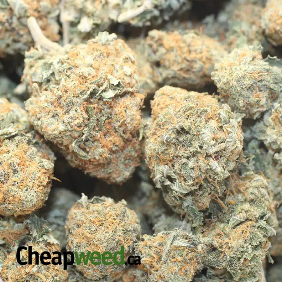 BBP 14 4 I Zedd - *Deal of the Day*