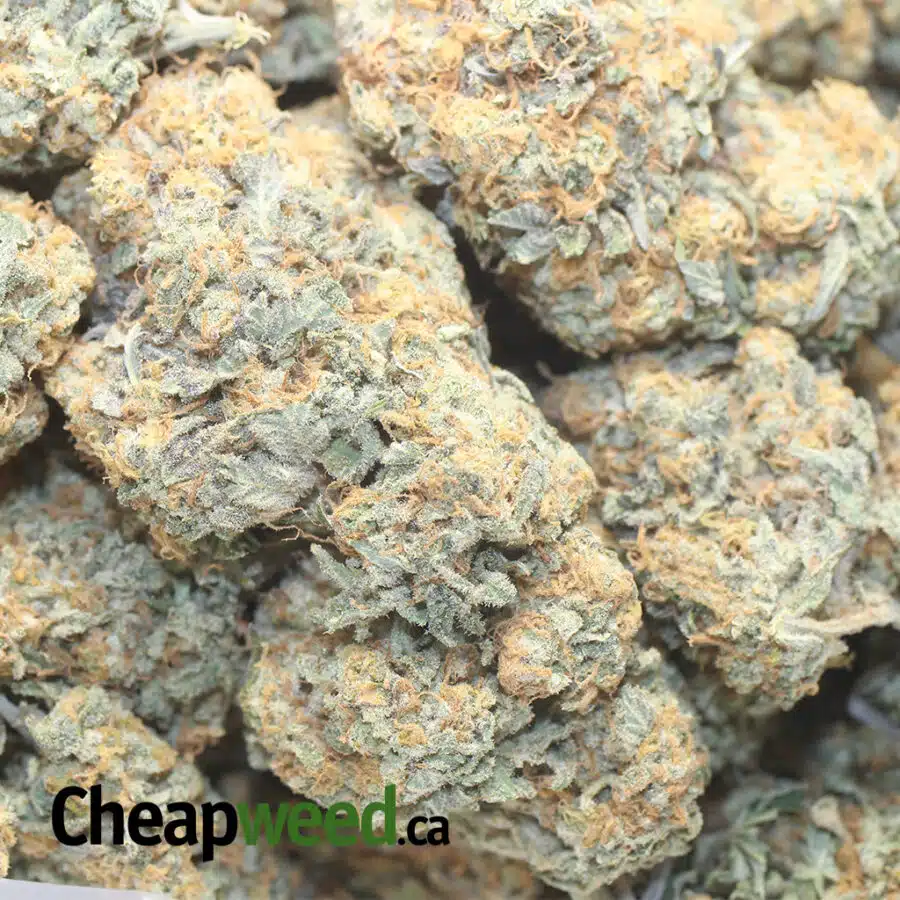 CARMELLA 1 I $109 Oz - Caramella