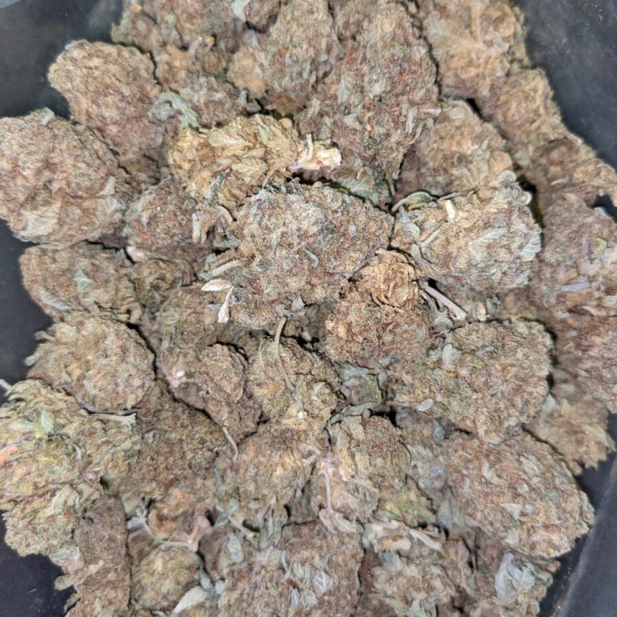 CHEAP SATIVA 1 I Cheap Sativa AA+
