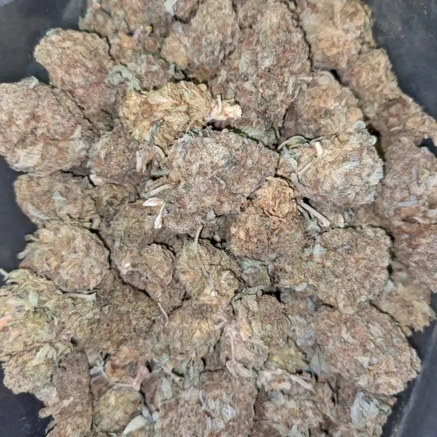 CHEAP SATIVA 1 I Cheap Sativa AA+