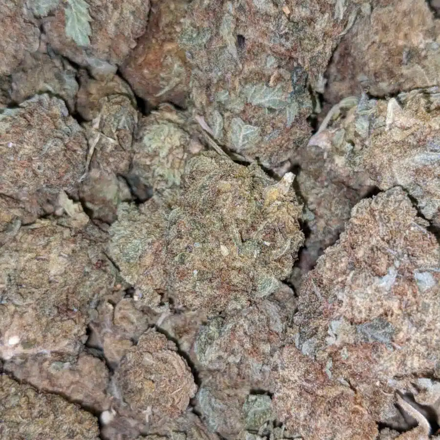 CHEAP SATIVA 2 I Cheap Sativa AA+