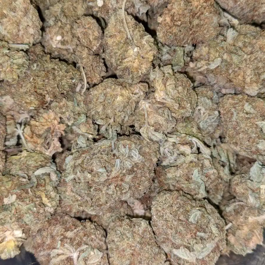 CHEAP SATIVA 3 I Cheap Sativa AA+