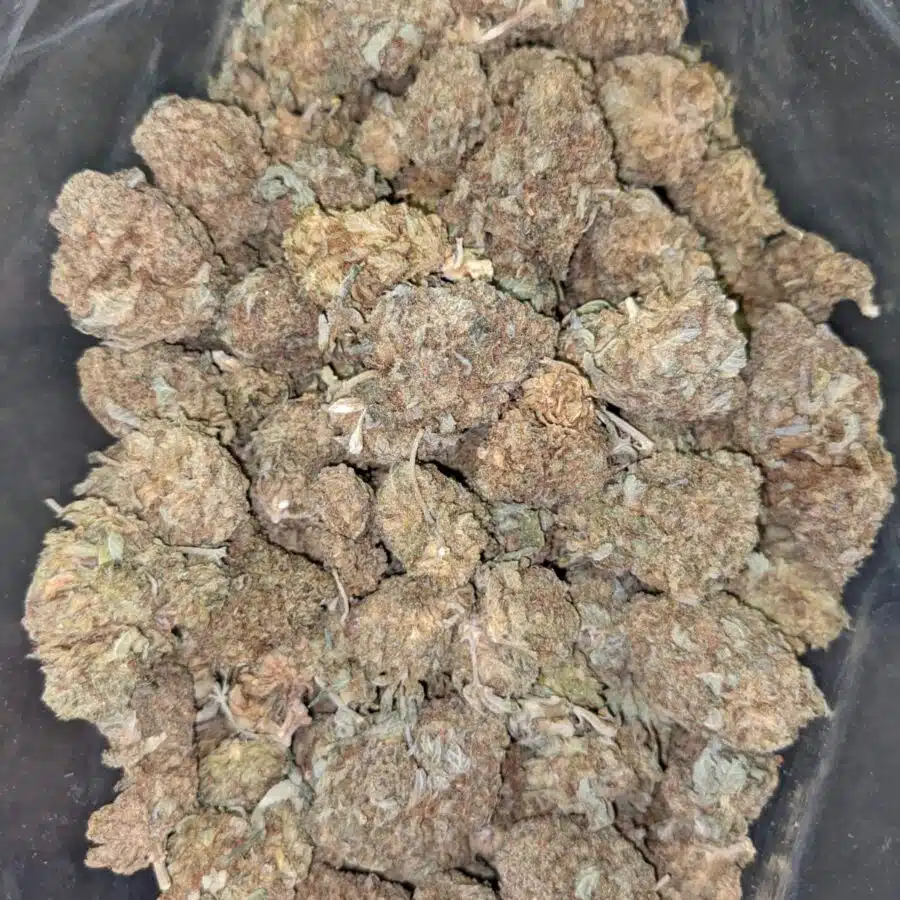 CHEAP SATIVA 4 I Cheap Sativa AA+