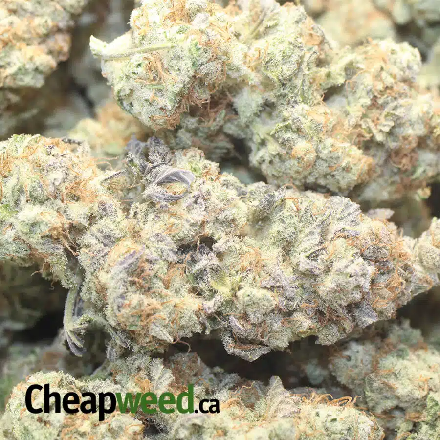 DOLATO AAA 1 I $109 Oz - Dolato