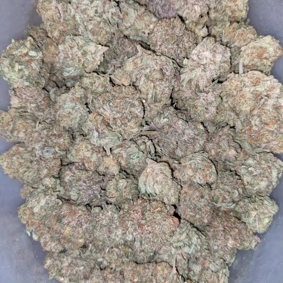 EARL GREY 1 I Earl Grey - *Deal of the Day*