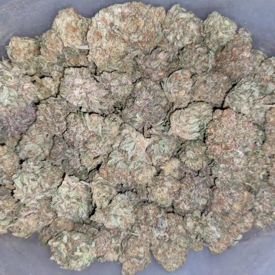 EARL GREY 2 I Earl Grey - *Deal of the Day*