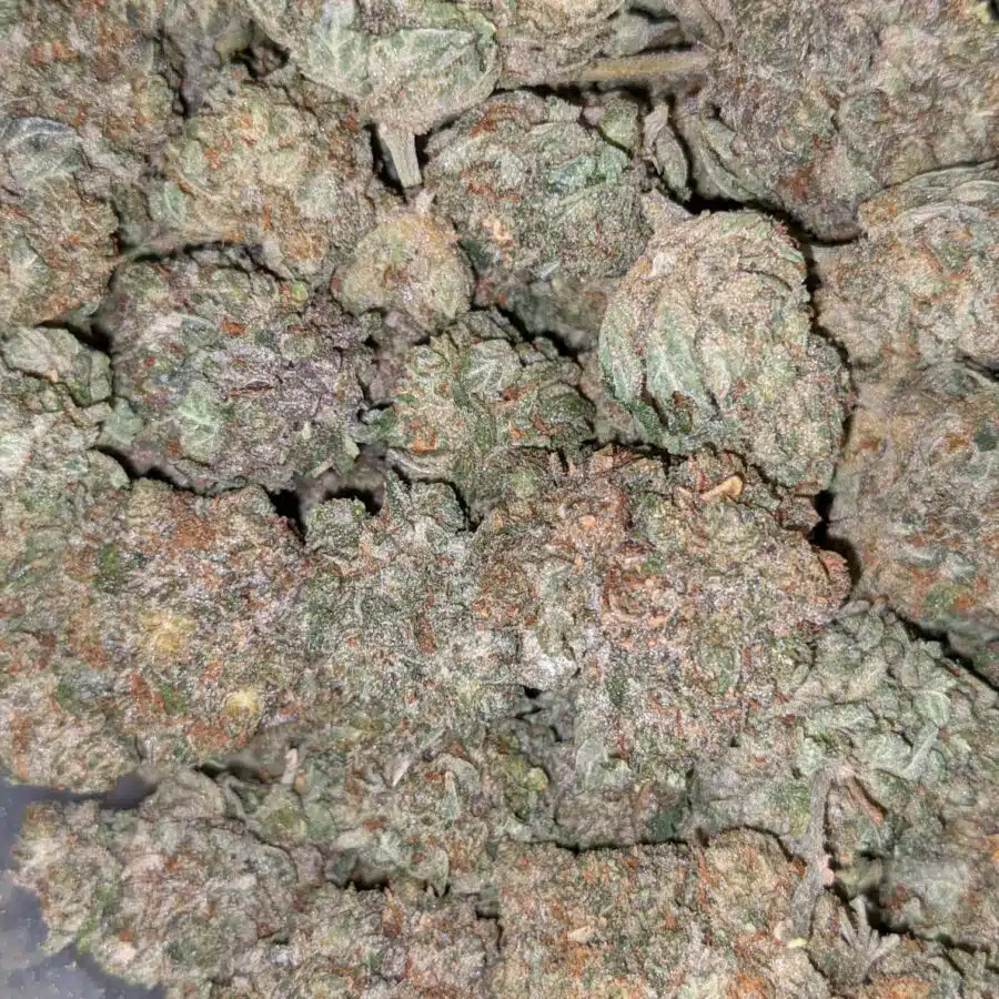EARL GREY 5 I Earl Grey - *Deal of the Day*