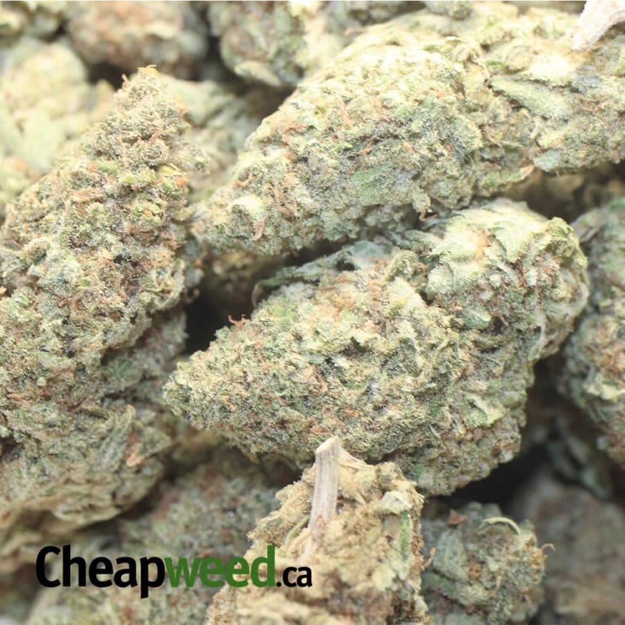 G 46 4 I Larry OG AAA