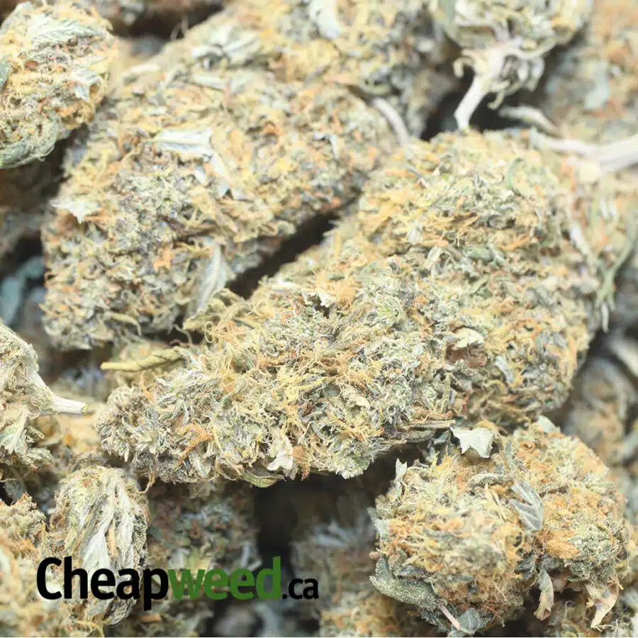 G 53.5 1 I XJ-13 - *Deal of the Day*
