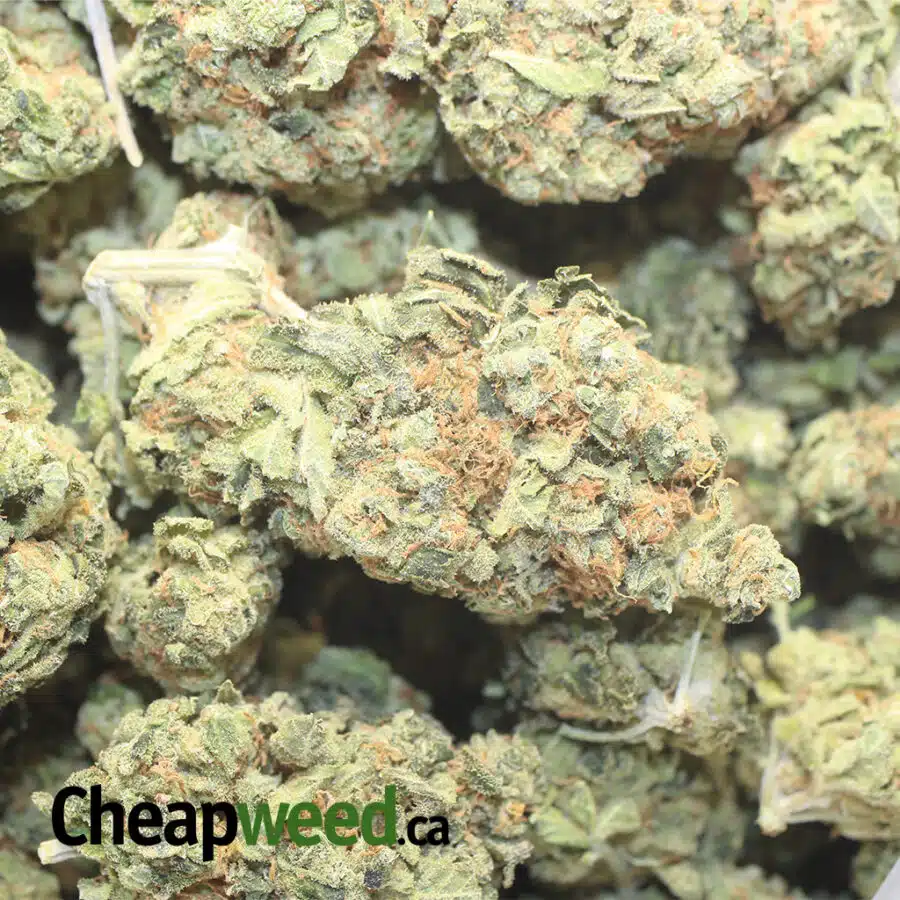 GUAVA CAKE 1 I $99 Oz - Guava Cake