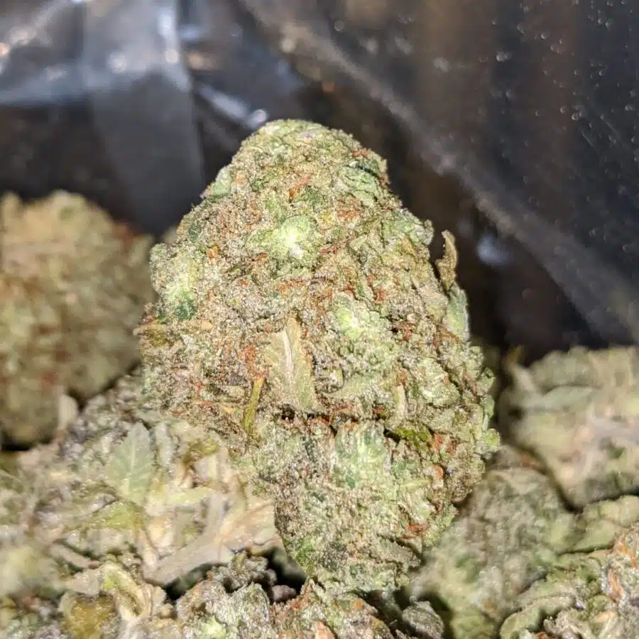 HAWAIIAN PINEAPPLE 4 I Hawaiian Pineapple - *Deal Of The Day*