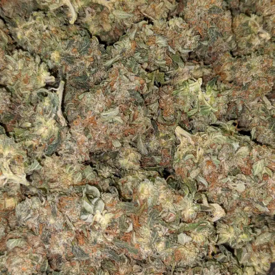HINDU KUSH 4 I $69 Oz - Hindu Kush