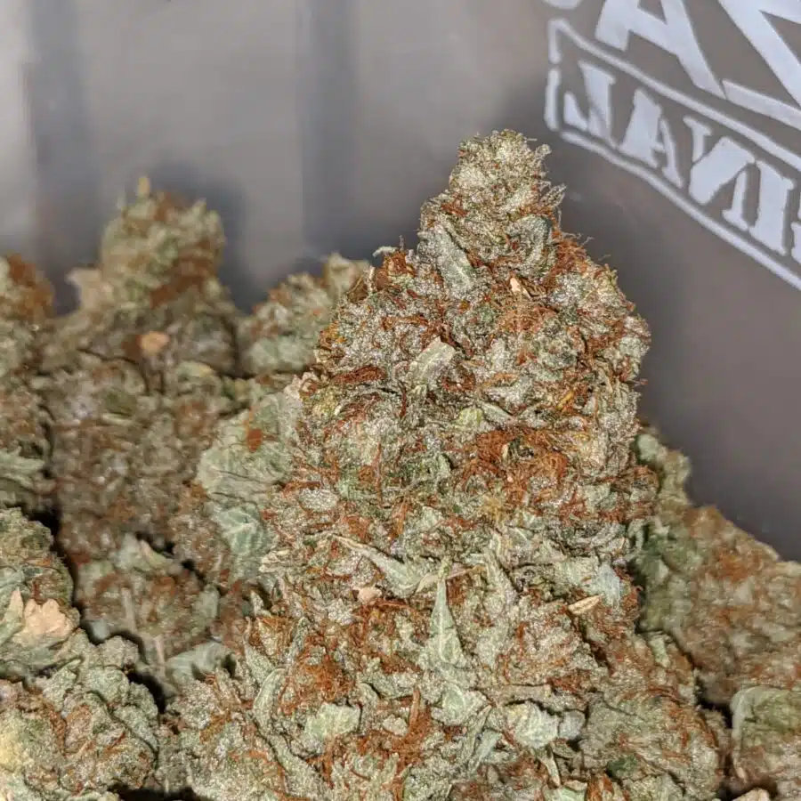 JEDI KUSH BS 2 I Jedi Kush - *Deal of the Day*