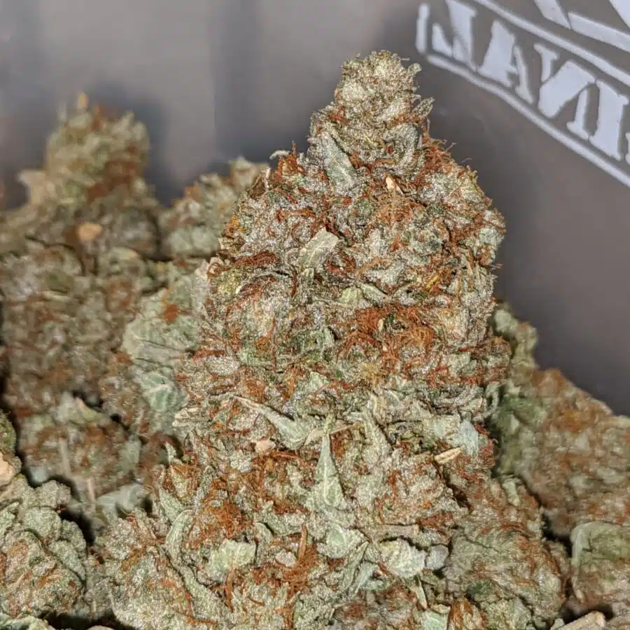 JEDI KUSH BS 3 I Jedi Kush - *Deal of the Day*