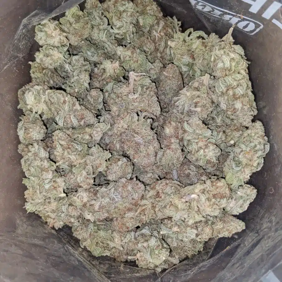 Lemon Skunk 1 I Lemon Skunk