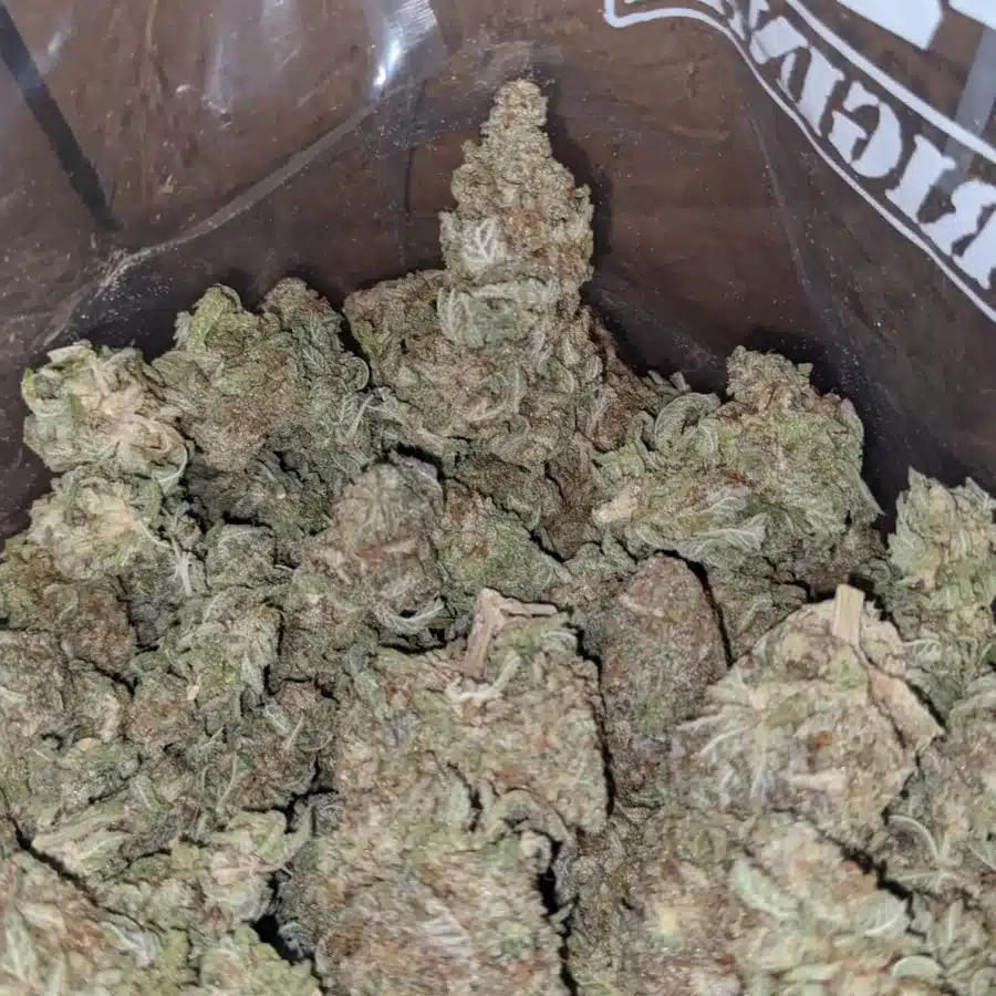 Lemon Skunk 2 I Lemon Skunk