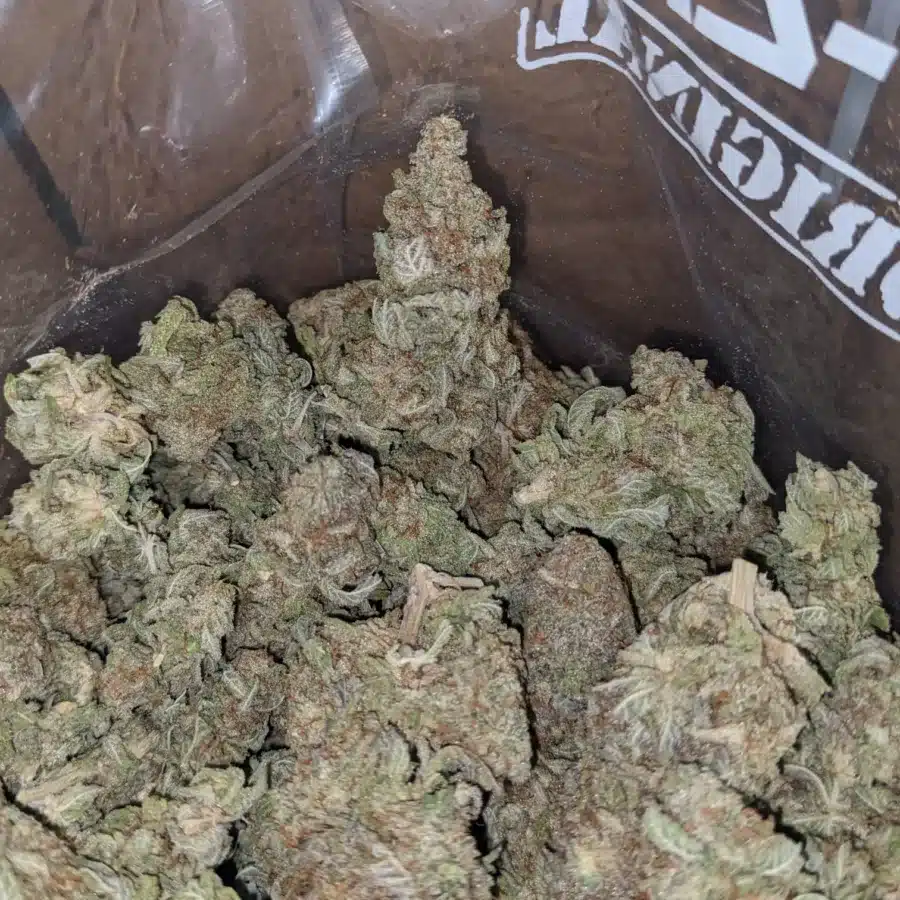 Lemon Skunk 3 I Lemon Skunk