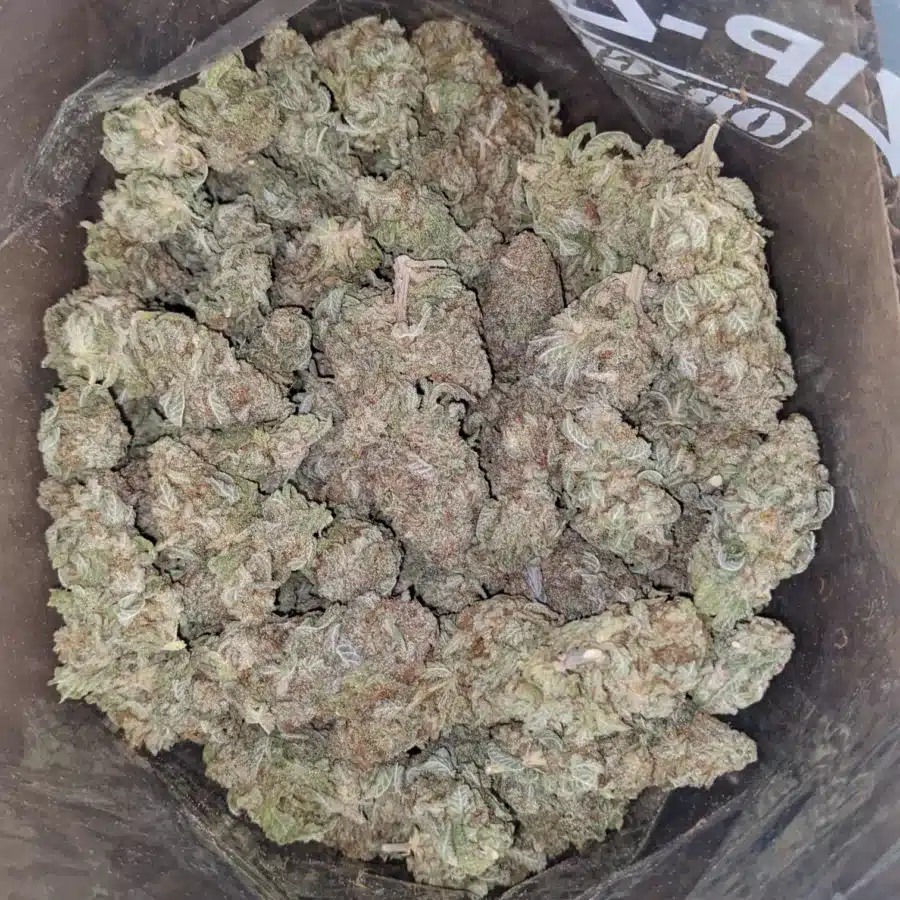 Lemon Skunk 4 I Lemon Skunk