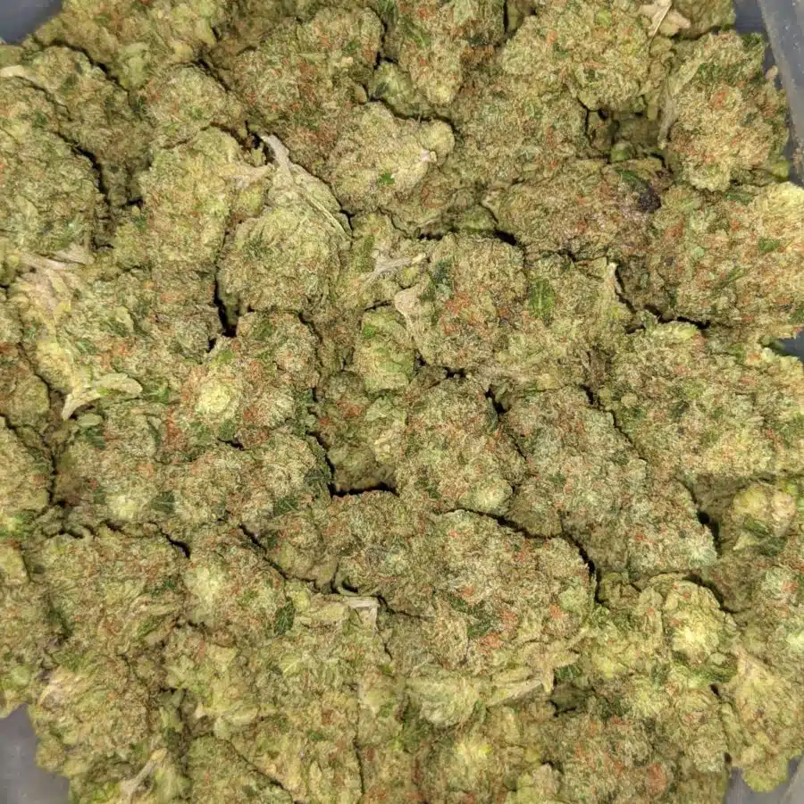 ORANGE COOKIE SMLL 3 I $119 Oz - Orange Cookies