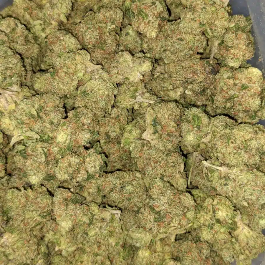 ORANGE COOKIE SMLL 5 I $119 Oz - Orange Cookies