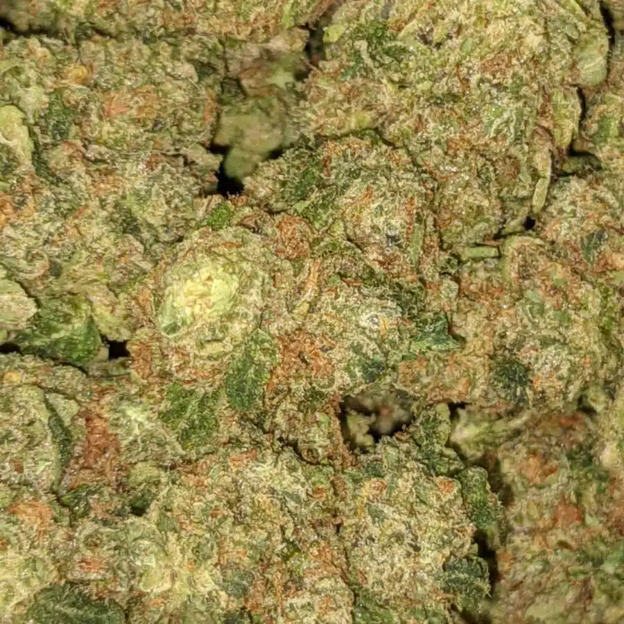 ORANGE COOKIE SMLL 6 I $119 Oz - Orange Cookies