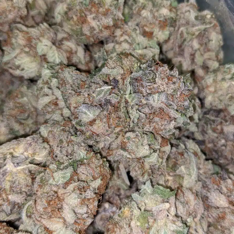 PURPLE BUDDHA 4 I $99 Oz - Purple Buddha