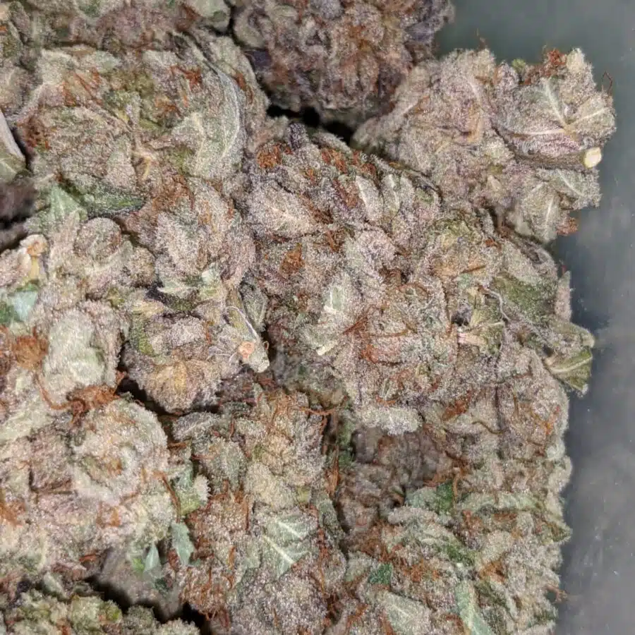 PURPLE BUDDHA 5 I $99 Oz - Purple Buddha