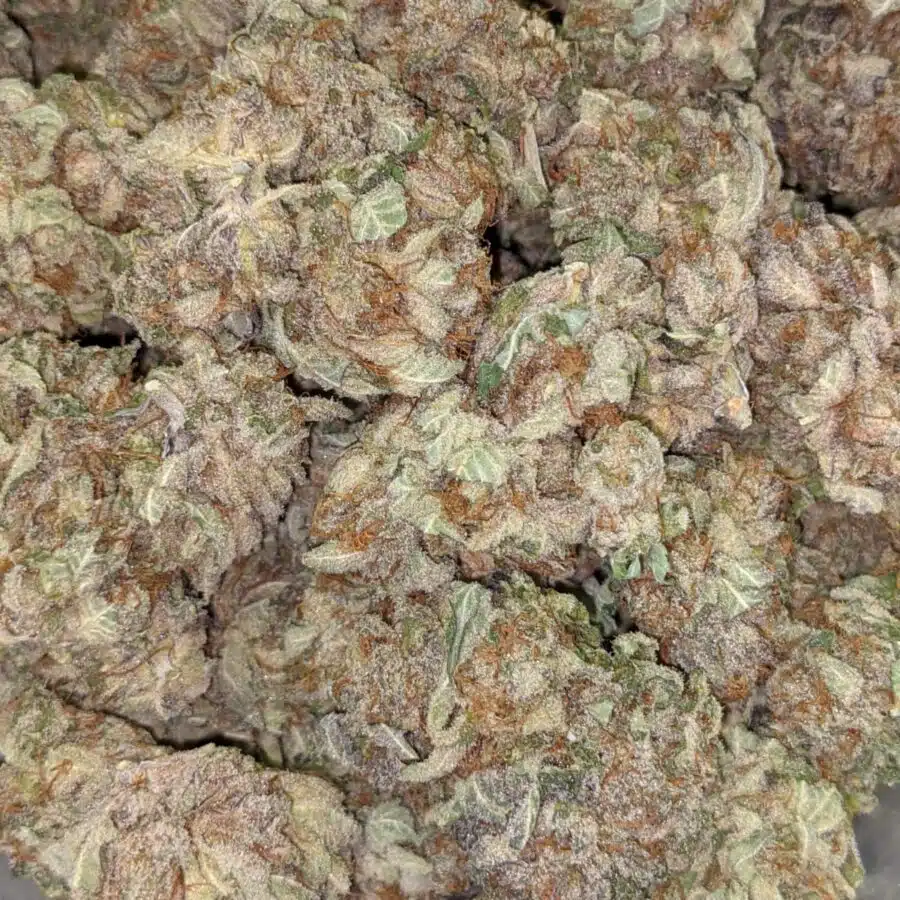 PURPLE BUDDHA 6 I $99 Oz - Purple Buddha