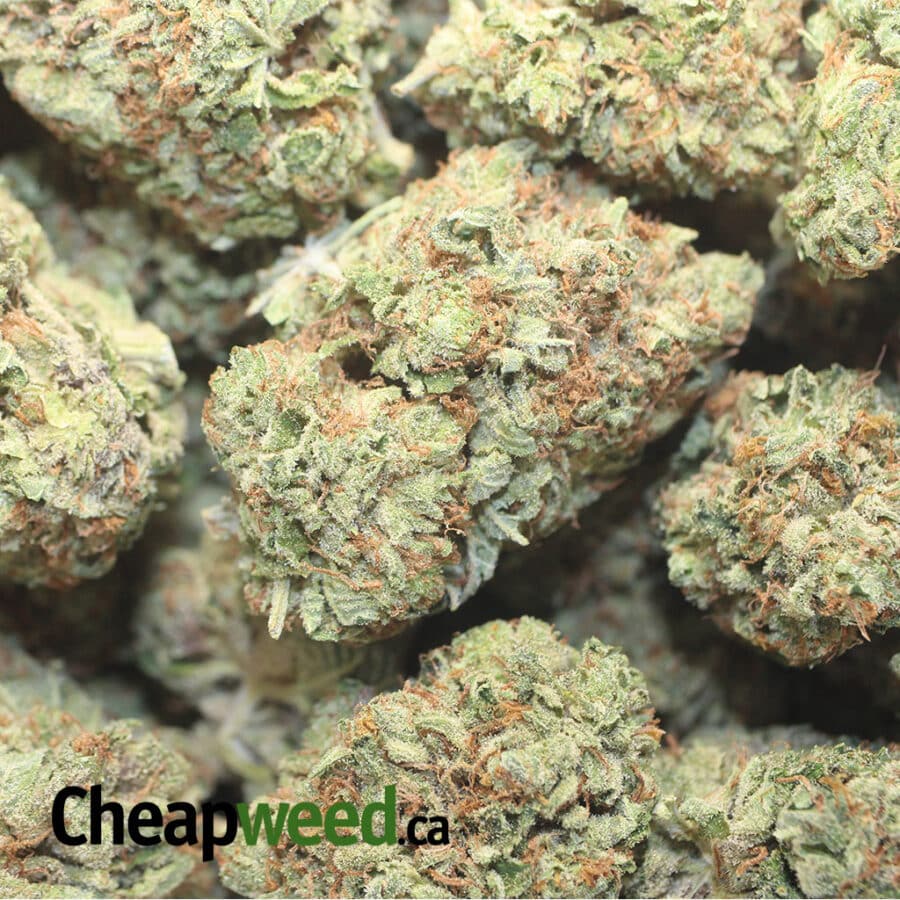 PURPLE CANDY AAAA 1 I Purple Candy AAA