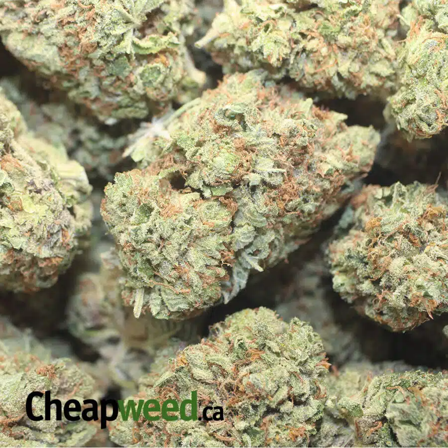 PURPLE CANDY AAAA 1 I Purple Candy AAA