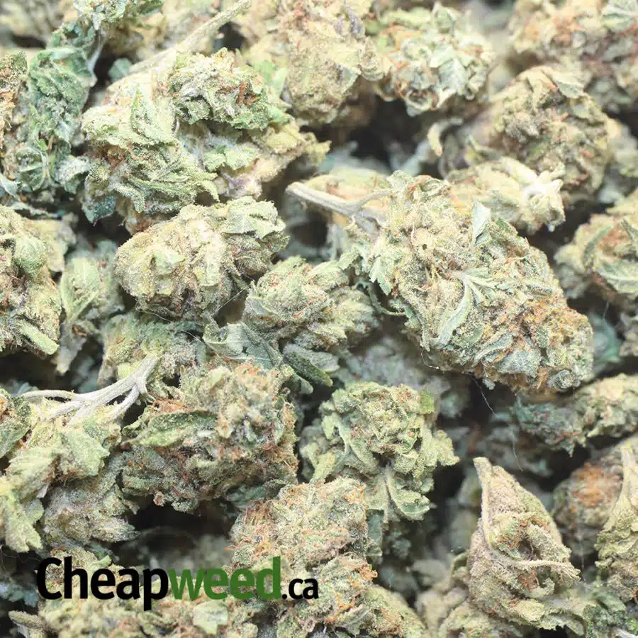 SILVER HAZE 1 I $59 Oz - Super Silver Haze