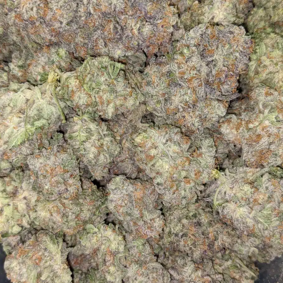 SNOZZBERRY 5 I Snozzberry