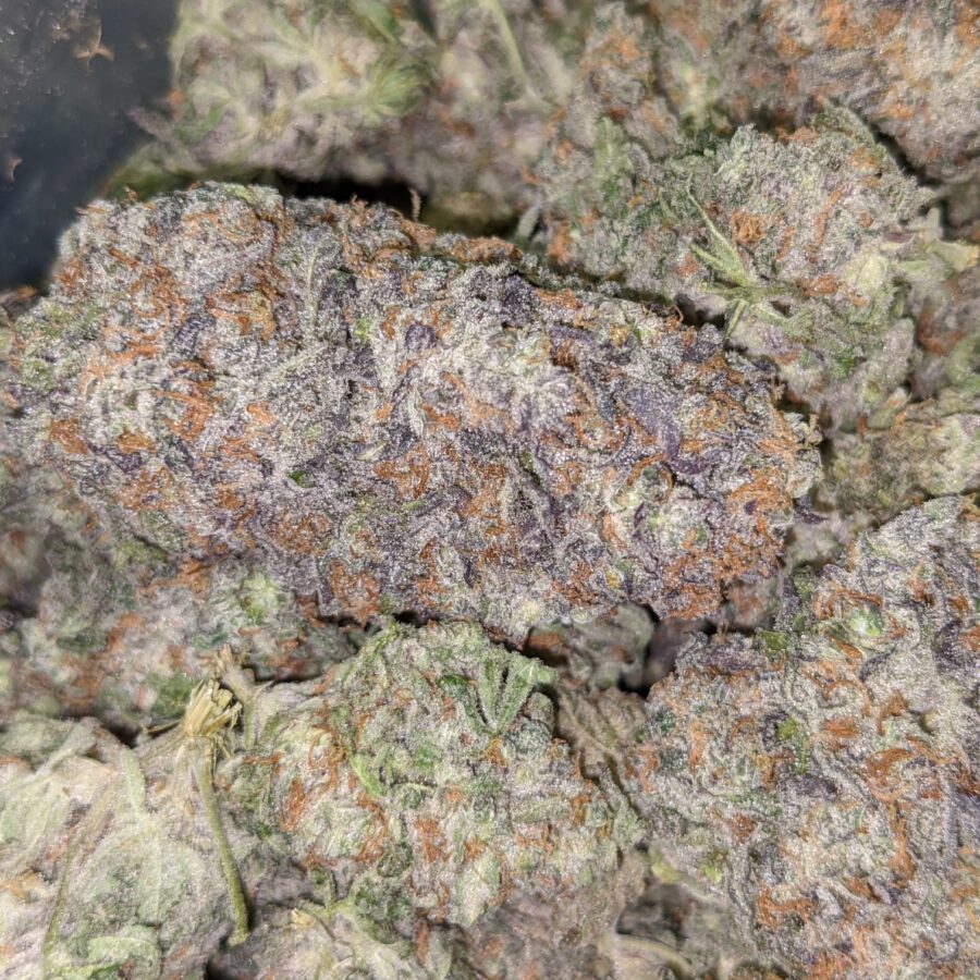 SNOZZBERRY 6 I Snozzberry