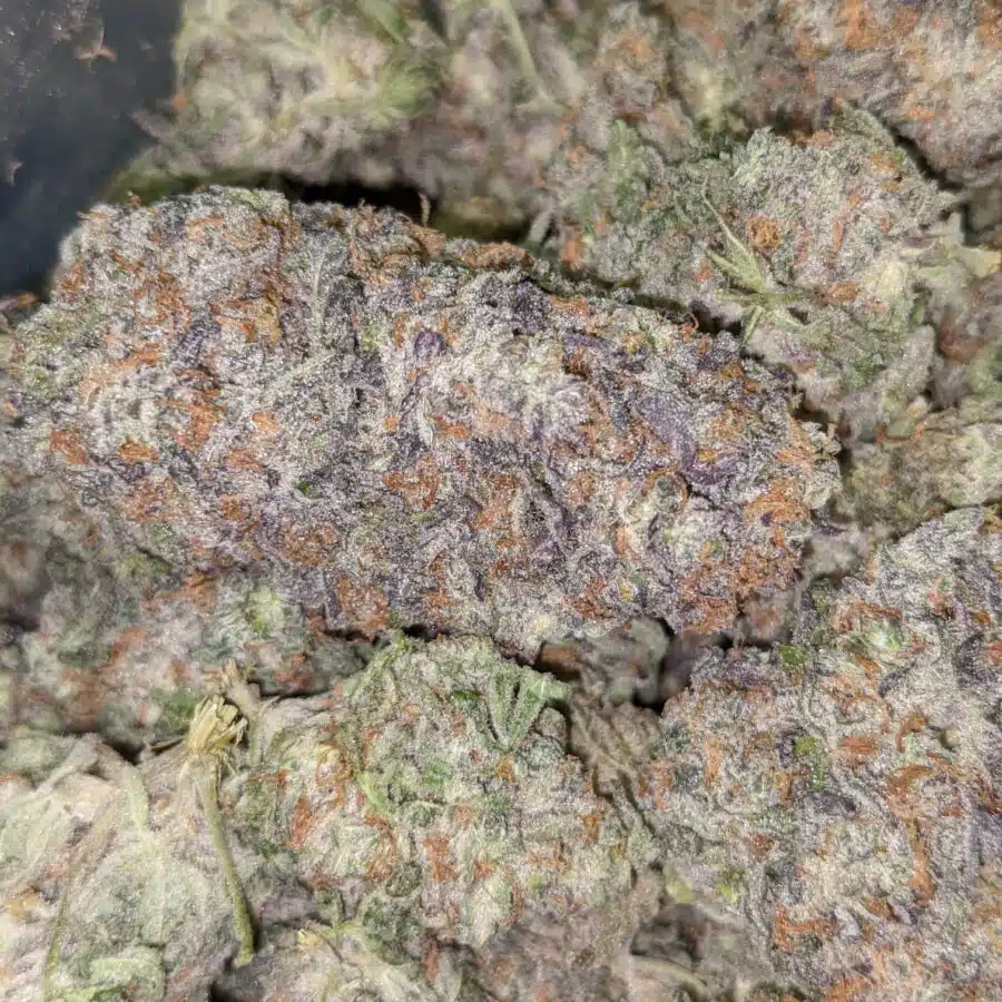 SNOZZBERRY 6 I Snozzberry