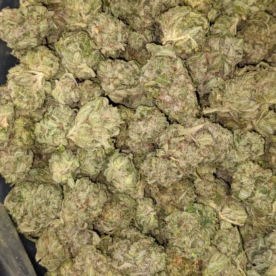 SOUR OG 1 I Sour OG - *Deal of the Day*