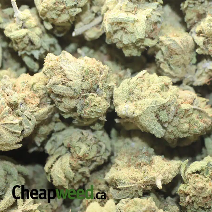 VIOLATOR KUSH DOD 4 I Banana Pie