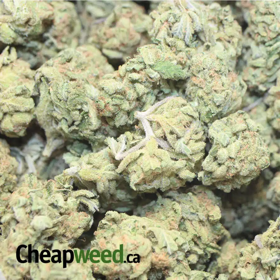 ZOMBIE KUSH AAA 3 I Zombie Kush AAA