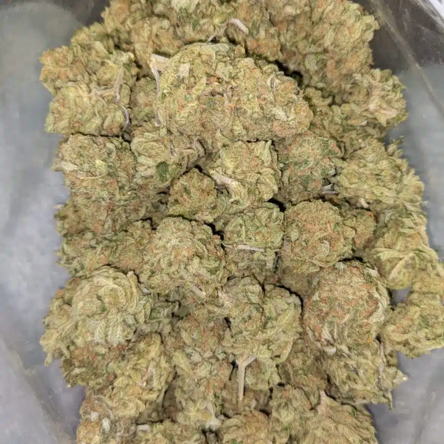ZOMBIE KUSH AAA 4 I Zombie Kush AAA