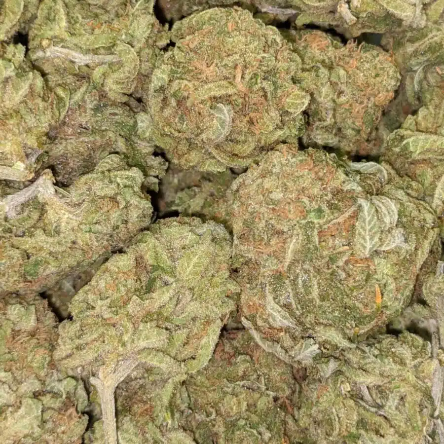 ZOMBIE KUSH AAA 6 I Zombie Kush AAA