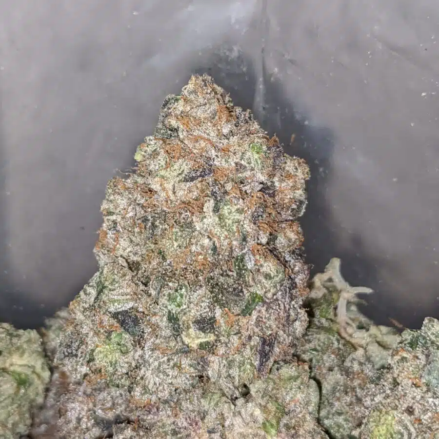 blue goo aaaa 2 I Blue Goo AAAA+
