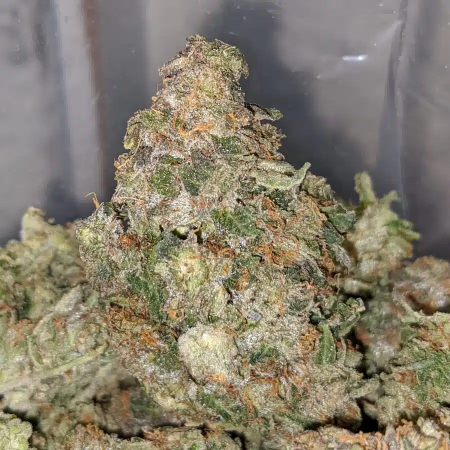 emmas khalifa kush 1 I Emma's Khalifa Kush